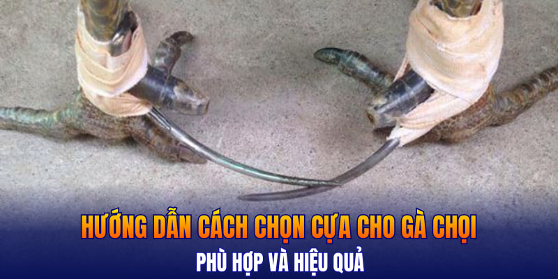 Hướng dẫn cách chọn cựa cho gà chọi phù hợp và hiệu quả