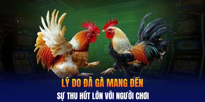 Lý do đá gà mang đến sự thu hút lớn với người chơi