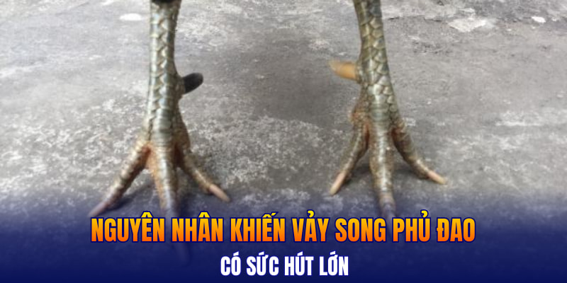 Nguyên nhân khiến vảy song phủ đao có sức hút lớn
